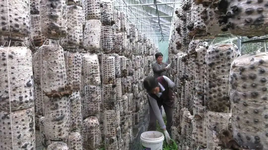 长乐漳县扶贫协作助农脱贫致富 长乐漳县扶贫协作助农脱贫致富