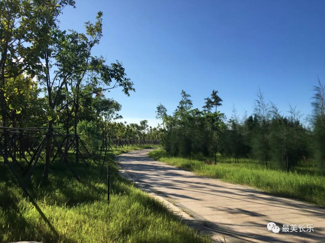 滨海新城森林城市景观带项目二期即将完工 滨海新城森林城市景观带项目二期即将完工