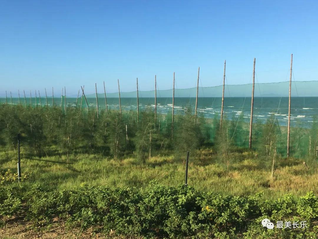 滨海新城森林城市景观带项目二期即将完工 滨海新城森林城市景观带项目二期即将完工