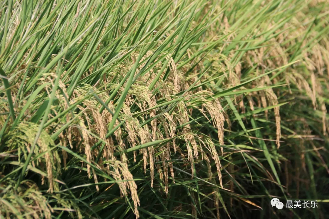 丰收啦!长乐中稻收成创新高 农民丰收节里乐开颜 丰收啦!长乐中稻收成创新高 农民丰收节里乐开颜
