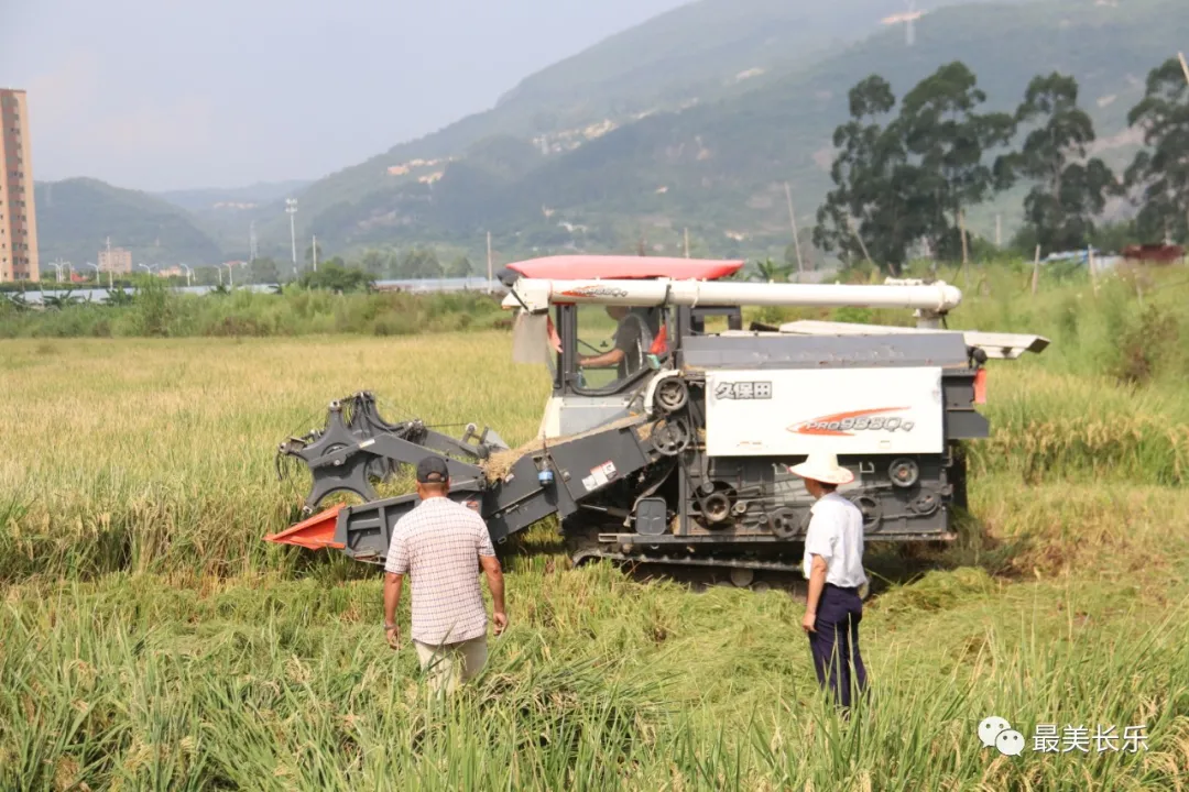 丰收啦!长乐中稻收成创新高 农民丰收节里乐开颜 丰收啦!长乐中稻收成创新高 农民丰收节里乐开颜