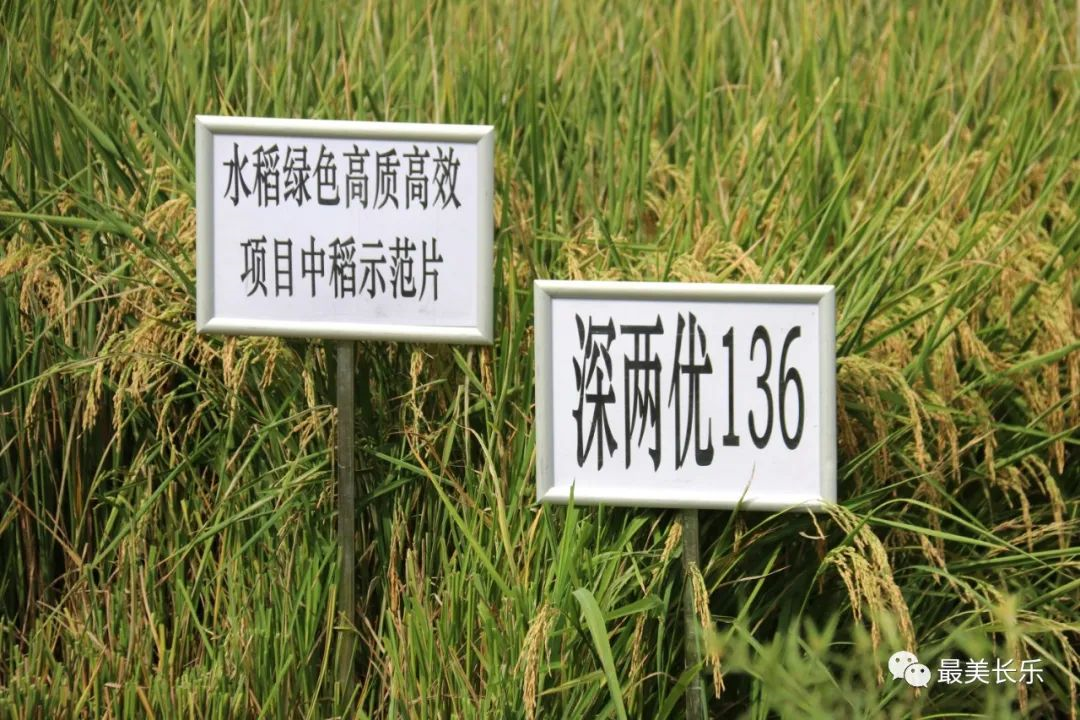 丰收啦!长乐中稻收成创新高 农民丰收节里乐开颜 丰收啦!长乐中稻收成创新高 农民丰收节里乐开颜