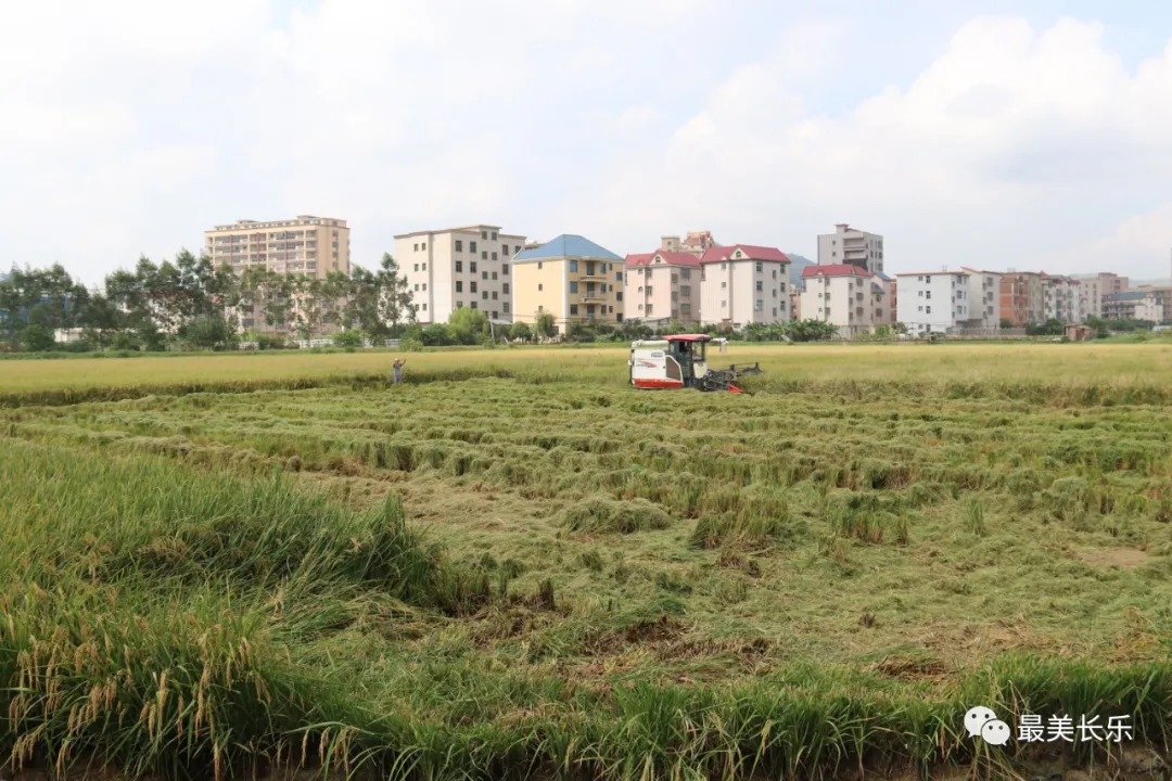 丰收啦!长乐中稻收成创新高 农民丰收节里乐开颜 丰收啦!长乐中稻收成创新高 农民丰收节里乐开颜