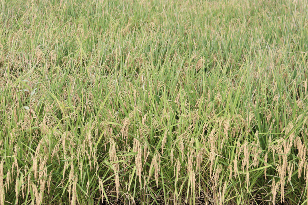 丰收啦!长乐中稻收成创新高 农民丰收节里乐开颜 丰收啦!长乐中稻收成创新高 农民丰收节里乐开颜