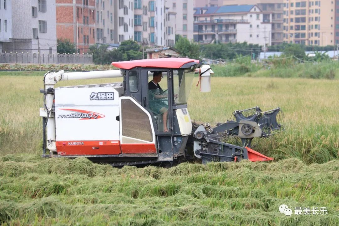 丰收啦!长乐中稻收成创新高 农民丰收节里乐开颜 丰收啦!长乐中稻收成创新高 农民丰收节里乐开颜