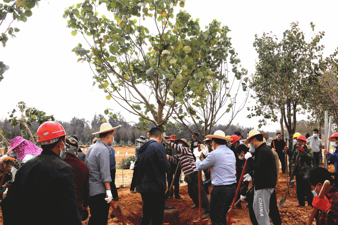 第三个“一百米”!我区开展沿海防护林植树活动 第三个“一百米”!我区开展沿海防护林植树活动