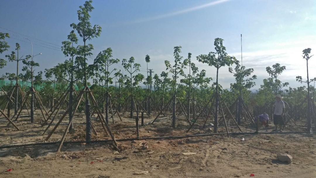 长乐:碧海松涛相依偎 生态屏障入画来 长乐:碧海松涛相依偎 生态屏障入画来