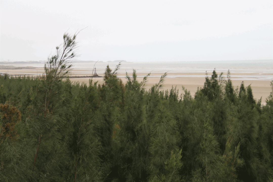 长乐:碧海松涛相依偎 生态屏障入画来 长乐:碧海松涛相依偎 生态屏障入画来