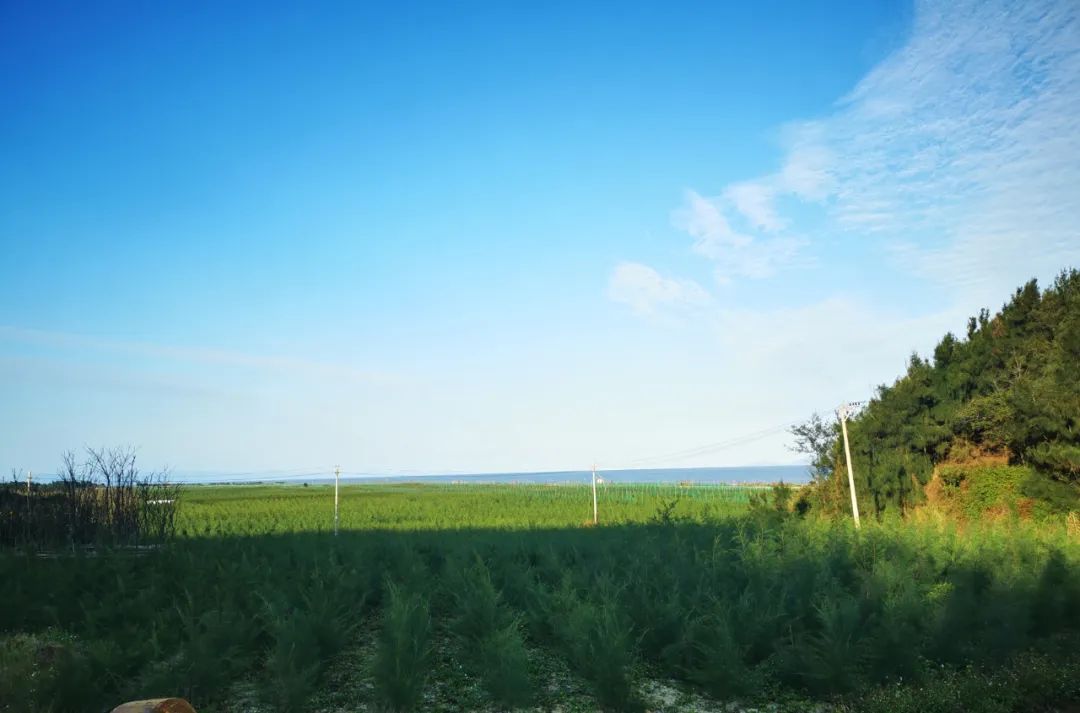 长乐:碧海松涛相依偎 生态屏障入画来 长乐:碧海松涛相依偎 生态屏障入画来