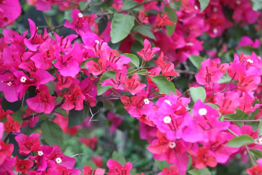 长乐:碧海松涛相依偎 生态屏障入画来 长乐:碧海松涛相依偎 生态屏障入画来