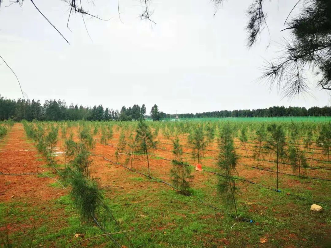 长乐:碧海松涛相依偎 生态屏障入画来 长乐:碧海松涛相依偎 生态屏障入画来