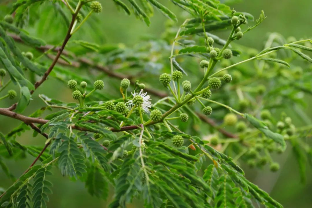 长乐:碧海松涛相依偎 生态屏障入画来 长乐:碧海松涛相依偎 生态屏障入画来