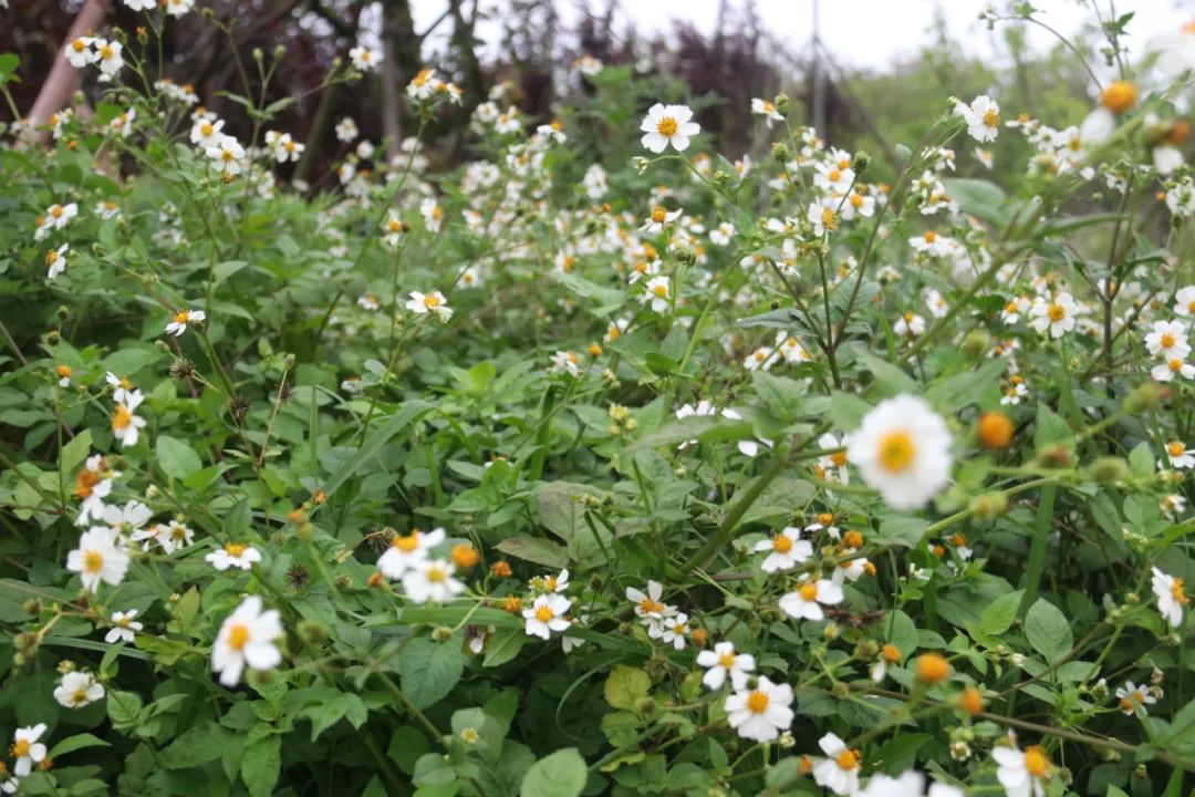 长乐:碧海松涛相依偎 生态屏障入画来 长乐:碧海松涛相依偎 生态屏障入画来