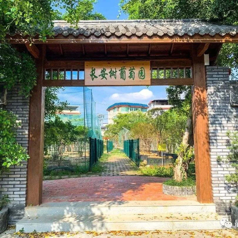 媒体记者深入一线 探访乡村振兴实效 媒体记者深入一线 探访乡村振兴实效