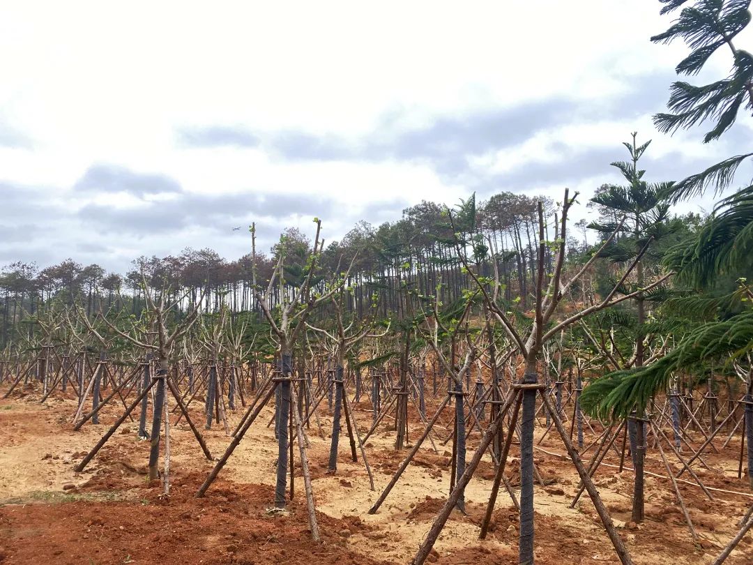 超30000株！长乐又添一道绿色长廊！