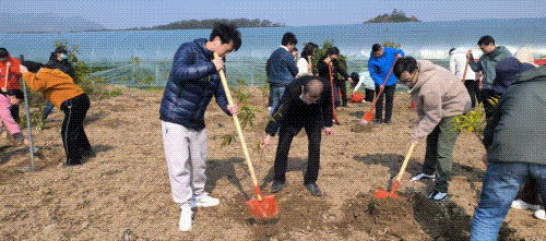 300棵!金丝楠树苗!就在长乐这里 300棵!金丝楠树苗!就在长乐这里