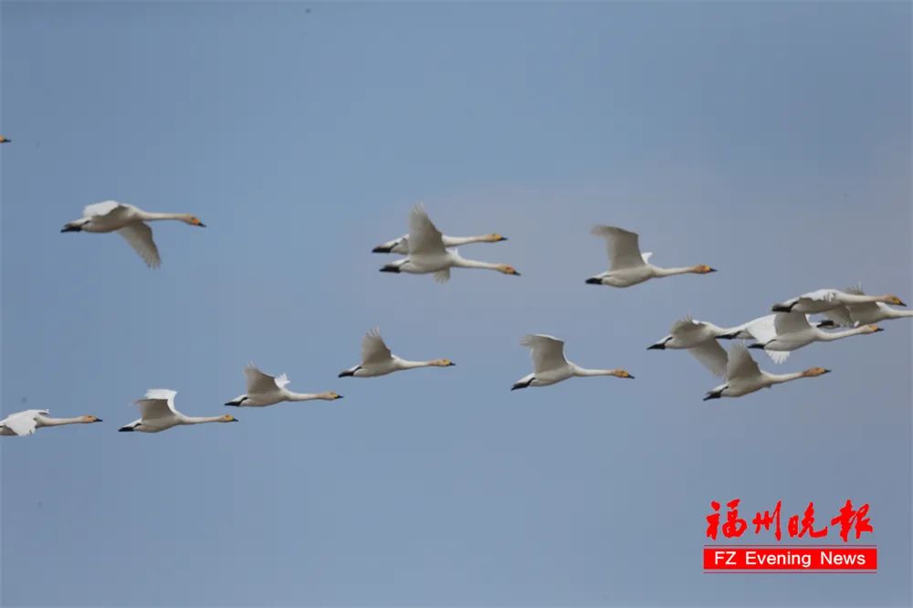 全球仅400多只!它们自带“饭勺”,又来长乐吃饭了! 全球仅400多只!它们自带“饭勺”,又来长乐吃饭了!