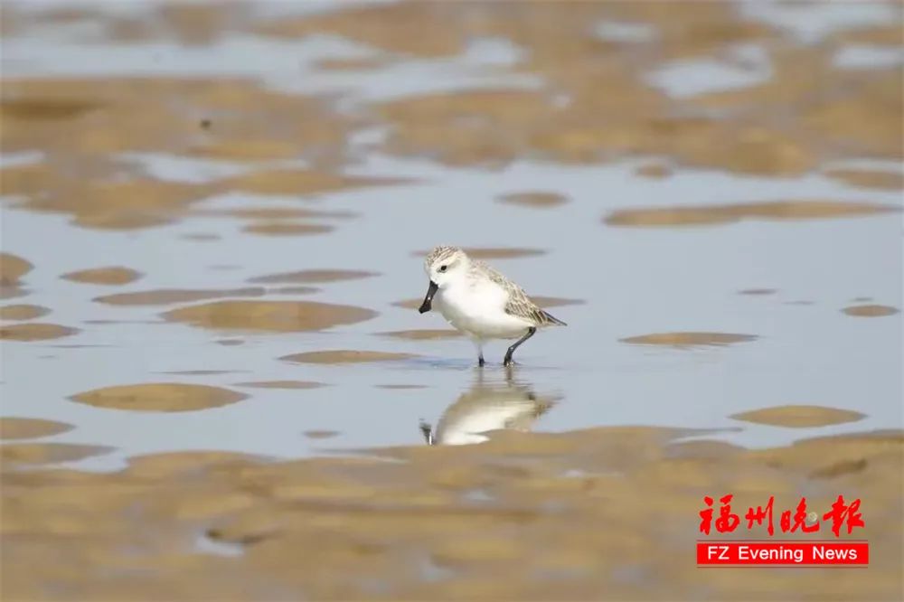 全球仅400多只!它们自带“饭勺”,又来长乐吃饭了! 全球仅400多只!它们自带“饭勺”,又来长乐吃饭了!
